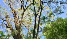 描写槐树的比喻句