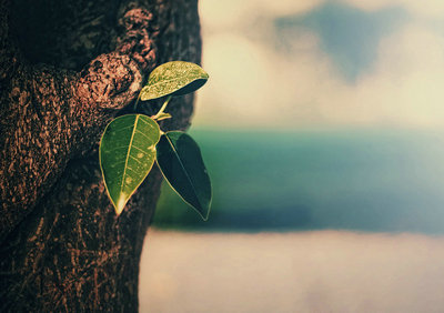 人生感悟简短地谈论了情绪:不要让挫败感吞噬您,您将会成功