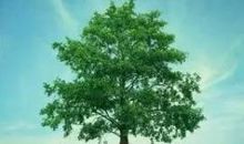 描写树木的比喻句