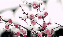 关于梅花的比喻句