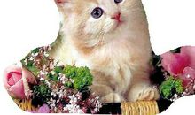 关于动物的谚语有哪些