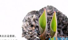 节气与农事谚语