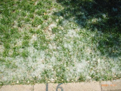 描述柳絮的寓言句子