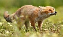 狐狸的尾巴歇后语