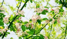 描写海棠的比喻句