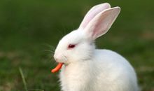 免子的尾巴歇后语