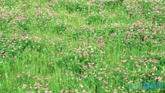 平行句子春季20