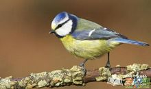 描写鸟儿的比喻句