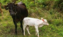 带动物的英文谚语