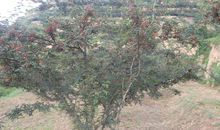 关于果树的比喻句