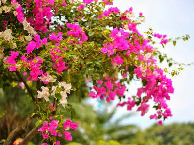 这个冬天过后，明年春天仍然会开花1