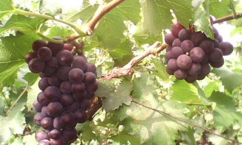 成熟葡萄的寓言