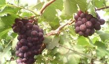 葡萄熟了的比喻句