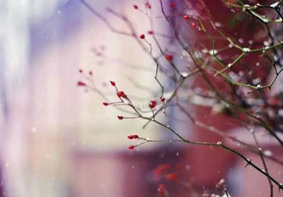 这个冬天过后，明年春天仍然会开花