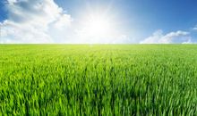 赞美草原的比喻句