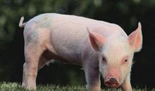 2019祝福语大全搞笑的