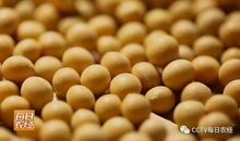 关于大豆的比喻句