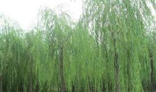 关于垂柳的比喻句