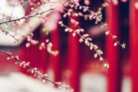 那时候的花开了，那年的雨落了，是我很久以来珍惜并渗透到我的骨头和血液中的依恋