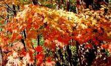 描写枫叶的比喻句