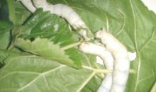 蚕宝宝吃桑叶歇后语