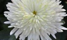 用于哀悼的诗句