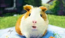 小动物的外貌描写