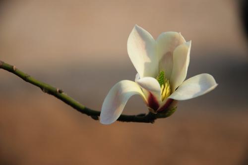 玉兰花的比喻句
