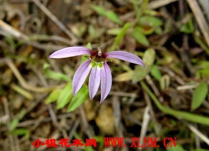 莲花梗击败寓言的人