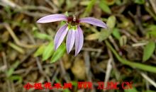 莲梗打人歇后语