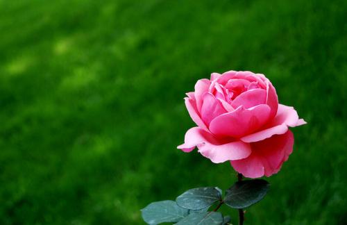 玫瑰花的比喻句