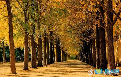 美丽的秋天句子