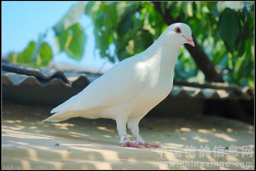 关于鸽子的寓言