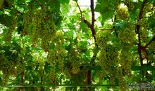 吐鲁番的葡萄歇后语