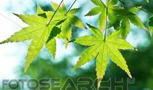 植物比喻句大全集