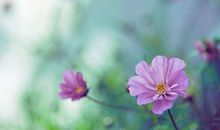 勇于追求是一种精神，懂得放弃是一种境界