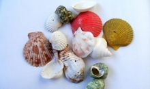 关于贝壳的比喻句