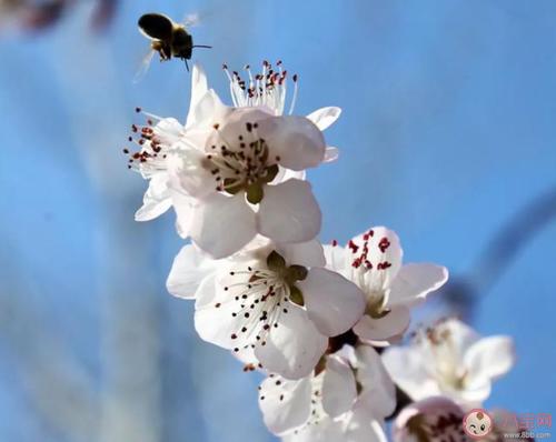 一句关于在朋友圈里盛开的春天的花朵