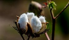 歇后语立秋的石榴