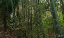 春天的竹笋歇后语