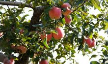 苹果熟了比喻句