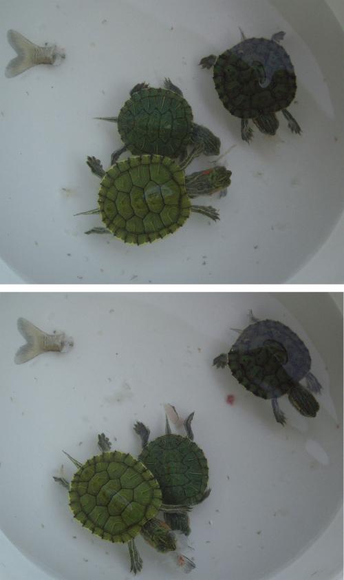 小绿龟拟人化句子