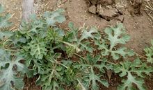 用西瓜写比喻句