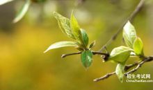 形容鸟叫的比喻句