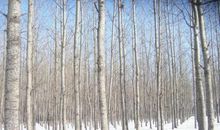 白杨树的比喻句