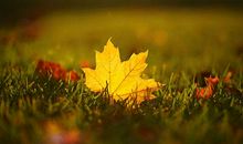 秋天优美比喻句