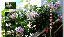 紫薇花的比喻句