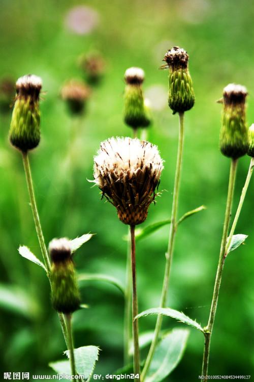 野花的拟人化句子