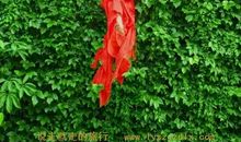 表示洒脱淡然的诗句