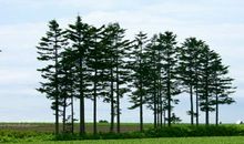 冬天树木比喻句